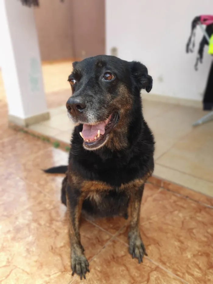 Cachorro ra a SRD-ViraLata idade 6 ou mais anos nome Boneca