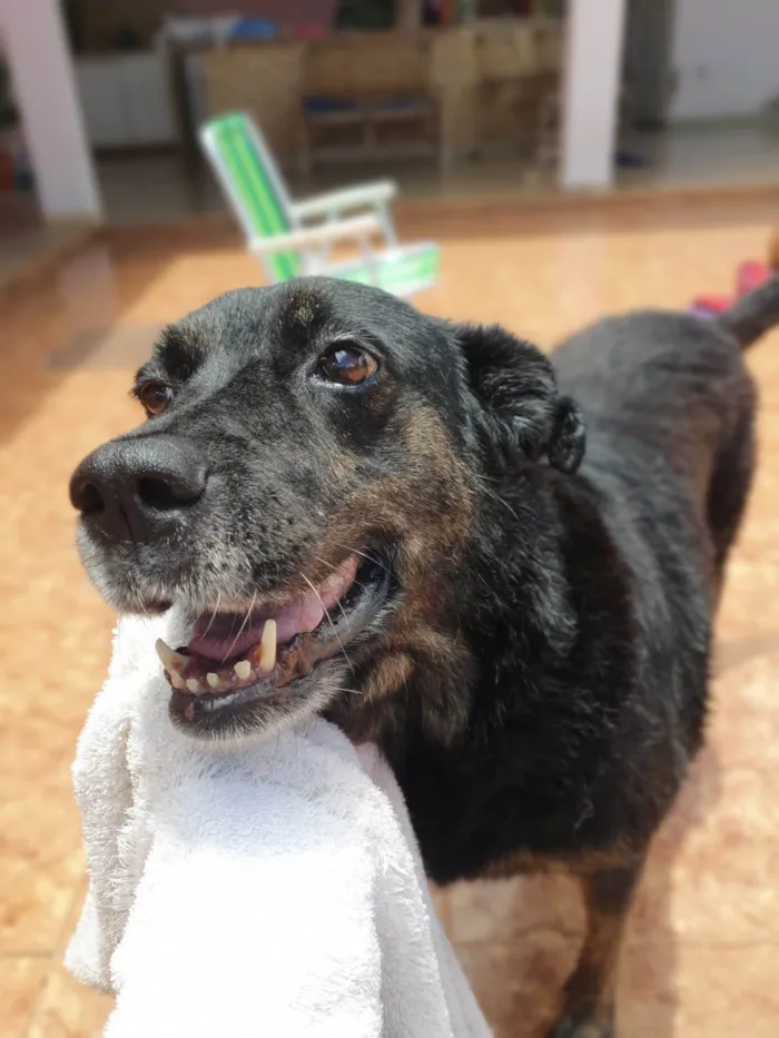 Cachorro ra a SRD-ViraLata idade 6 ou mais anos nome Boneca