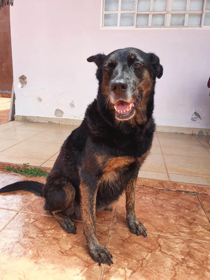 Cachorro ra a SRD-ViraLata idade 6 ou mais anos nome Boneca