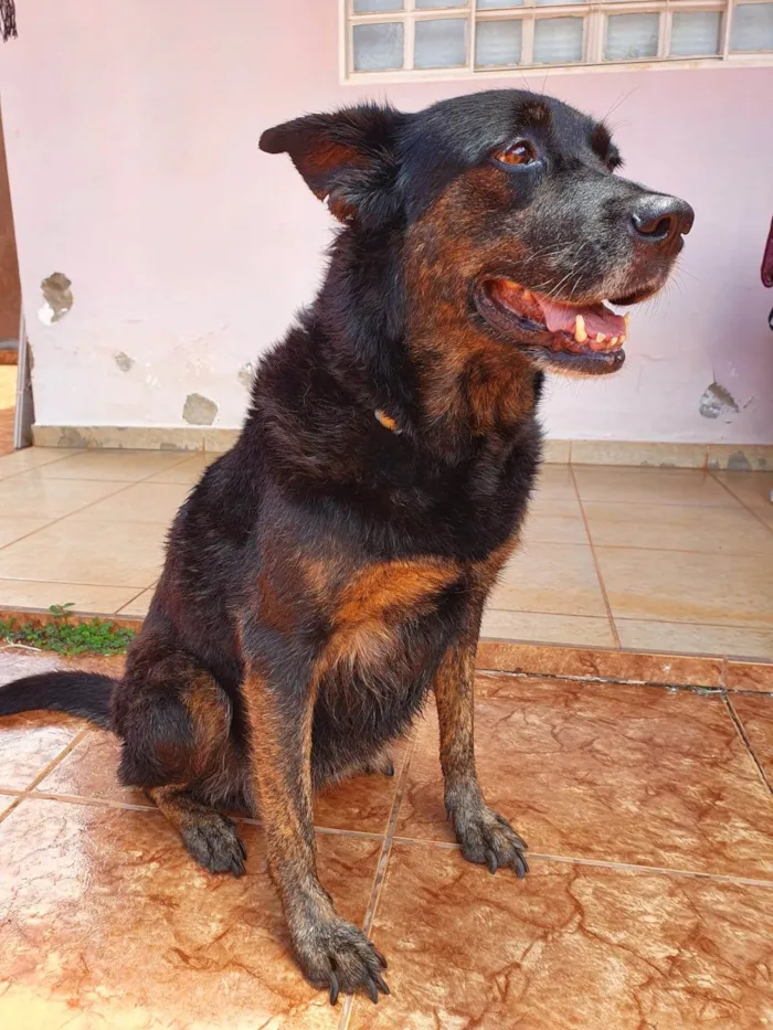 Cachorro ra a SRD-ViraLata idade 6 ou mais anos nome Boneca