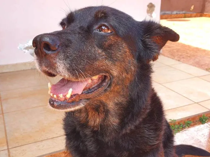 Cachorro ra a SRD-ViraLata idade 6 ou mais anos nome Boneca