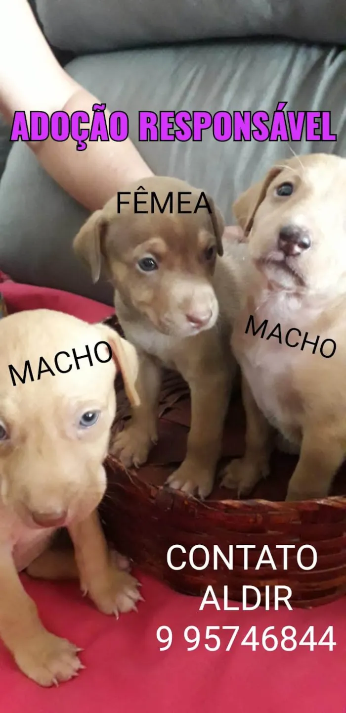 Cachorro raça SRD-ViraLata idade 2 a 6 meses nome Filhotes 