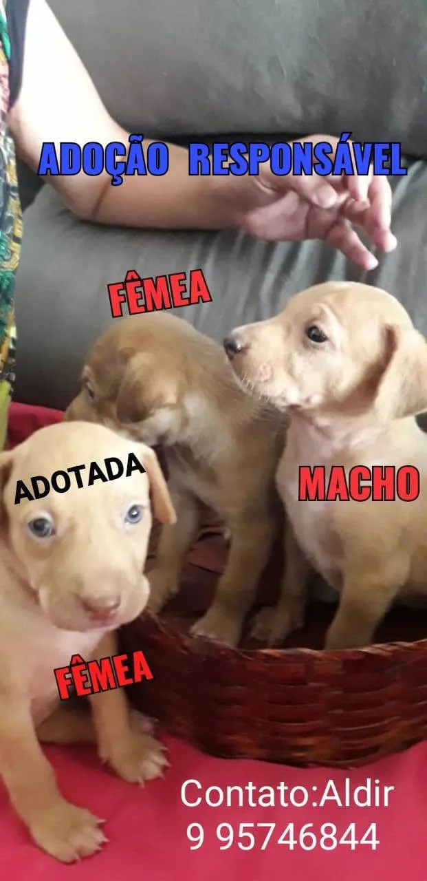 Cachorro raça SRD-ViraLata idade 2 a 6 meses nome Filhotes 