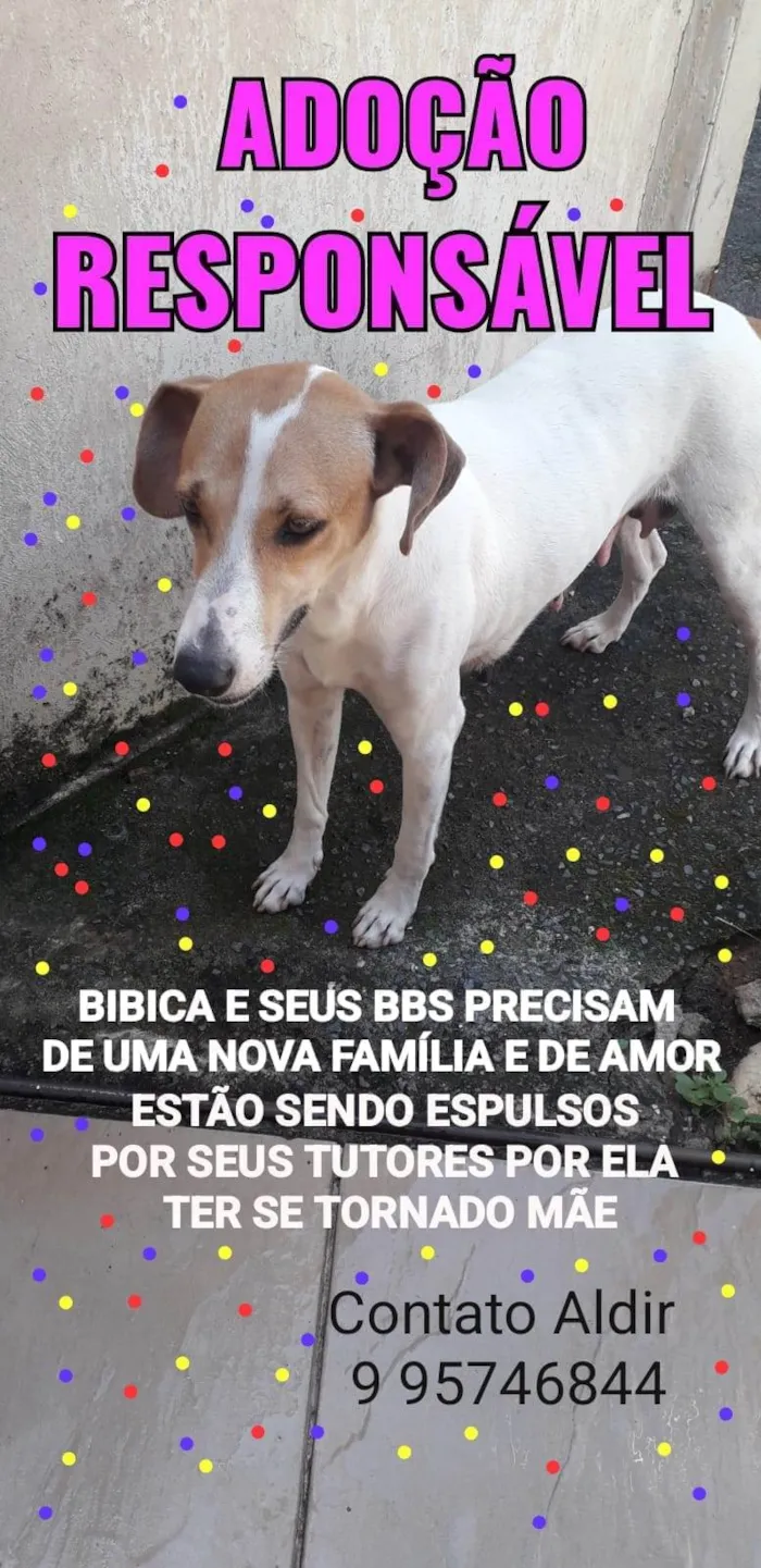 Cachorro raça SRD-ViraLata idade 2 a 6 meses nome Filhotes 