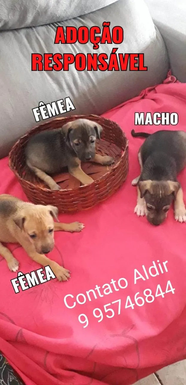 Cachorro raça SRD-ViraLata idade 2 a 6 meses nome Filhotes 