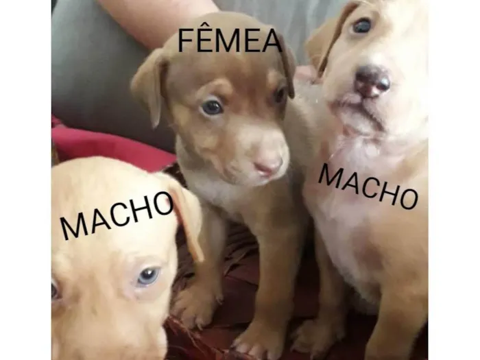 Cachorro raça SRD-ViraLata idade 2 a 6 meses nome Filhotes 