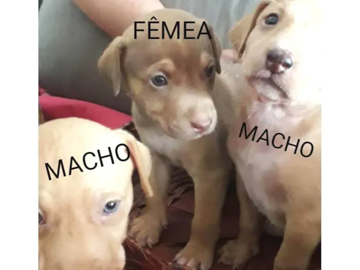 Cachorro raça SRD-ViraLata idade 2 a 6 meses nome Filhotes 