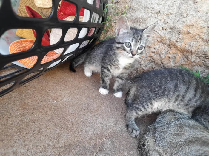 Gato raça SRD-ViraLata idade 2 a 6 meses nome Gatinhos para adoção responsável