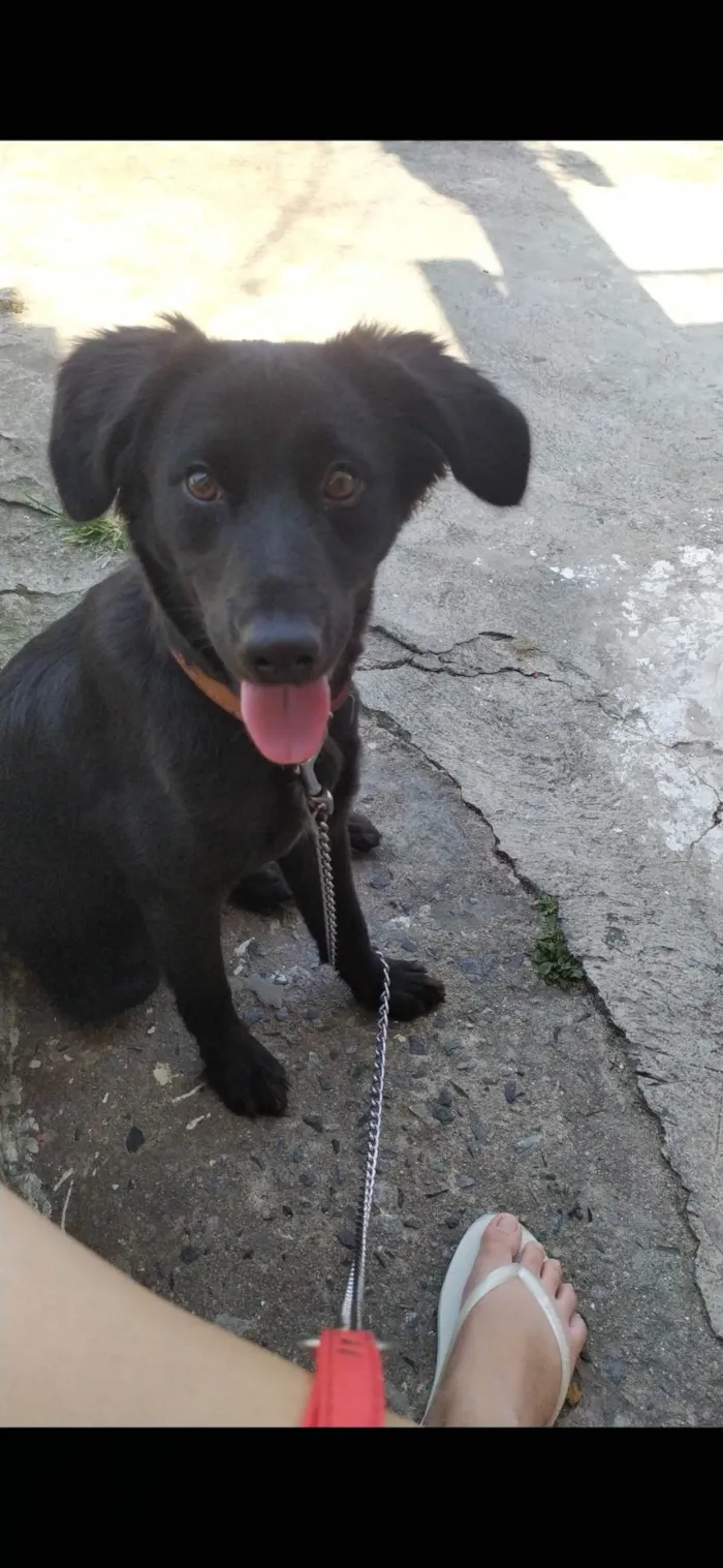 Cachorro ra a SRD-ViraLata idade 2 a 6 meses nome Ted 