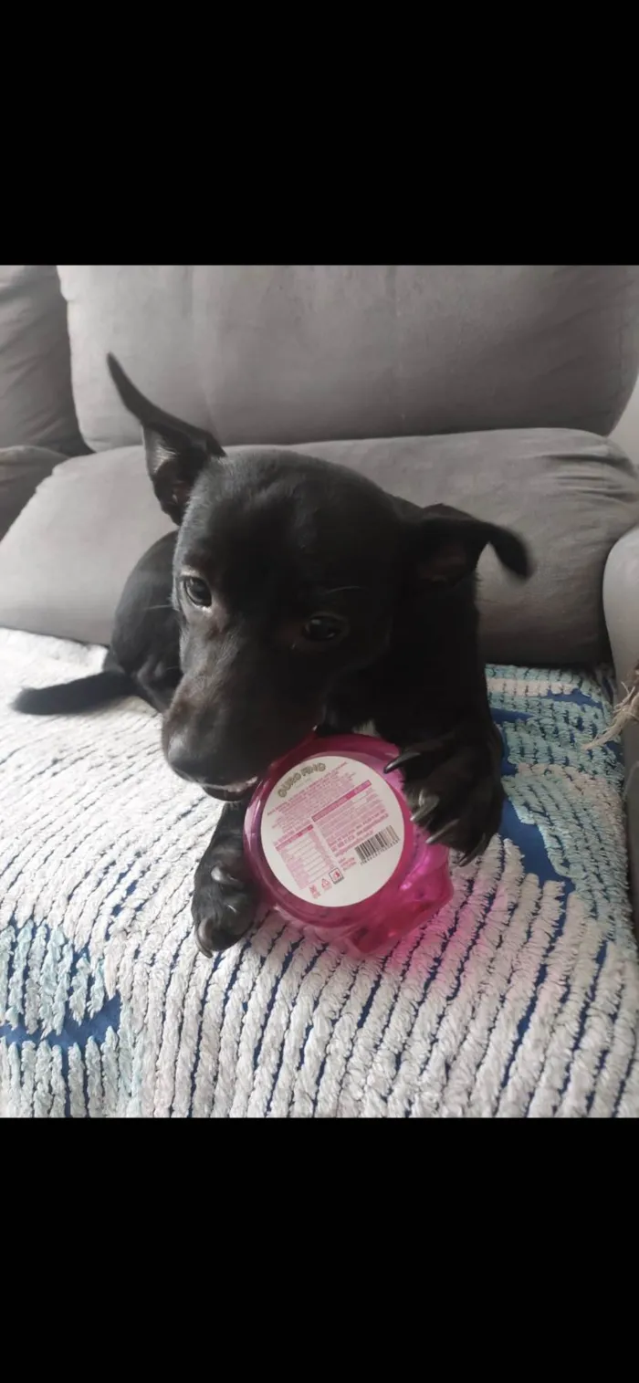 Cachorro raça SRD-ViraLata idade 2 anos nome Safira 