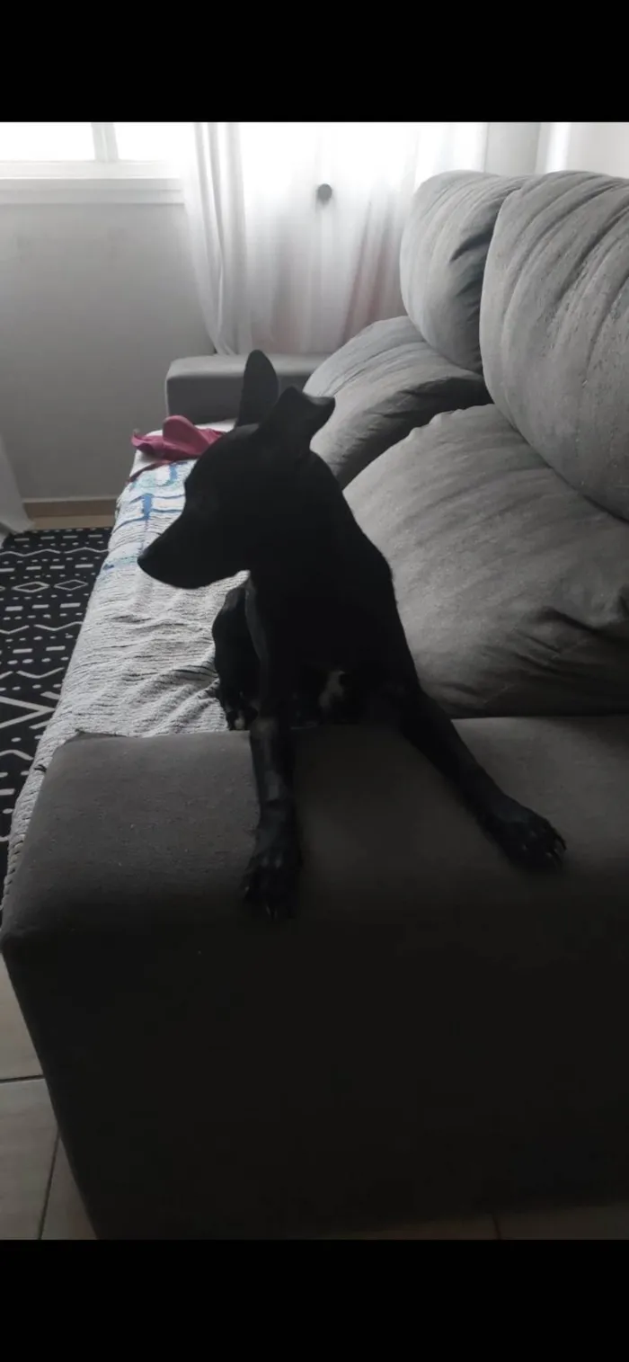 Cachorro raça SRD-ViraLata idade 2 anos nome Safira 