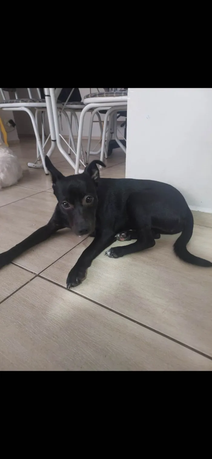Cachorro raça SRD-ViraLata idade 2 anos nome Safira 