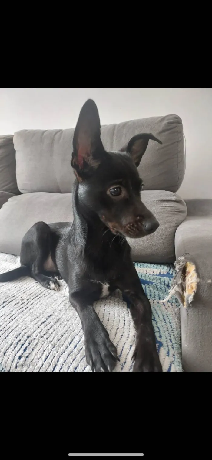 Cachorro raça SRD-ViraLata idade 2 anos nome Safira 