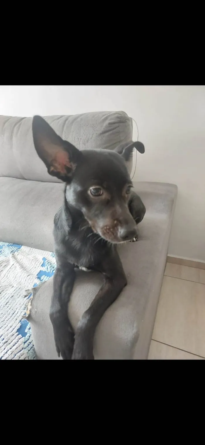 Cachorro raça SRD-ViraLata idade 2 anos nome Safira 