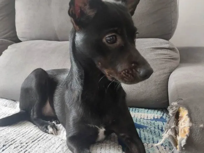 Cachorro raça SRD-ViraLata idade 2 anos nome Safira 