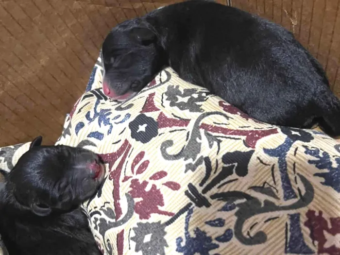 Cachorro ra a Misto bull terrier e rsd idade Abaixo de 2 meses nome Laila e guerreiro 