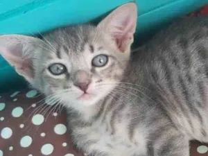 Gato raça srd tigradinha  idade 2 a 6 meses nome BENTO