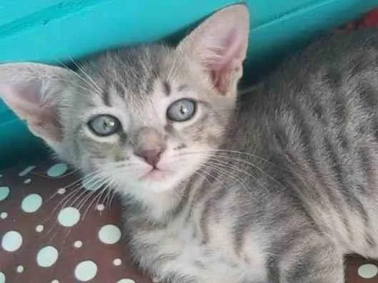 Gato ra a srd tigradinha  idade 2 a 6 meses nome BENTO