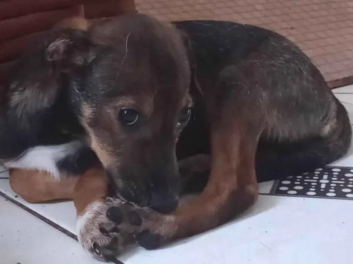 Cachorro ra a SRD-ViraLata idade 2 a 6 meses nome Flash. 