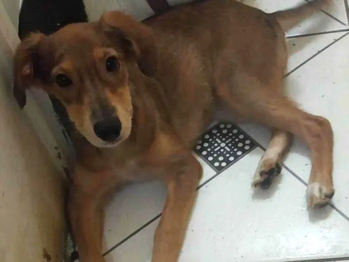 Cachorro ra a SRD-ViraLata idade 2 a 6 meses nome MEL