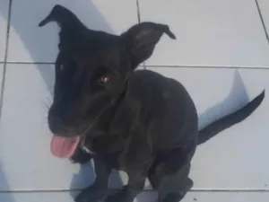 Cachorro raça SRD-ViraLata idade 7 a 11 meses nome SOFIA