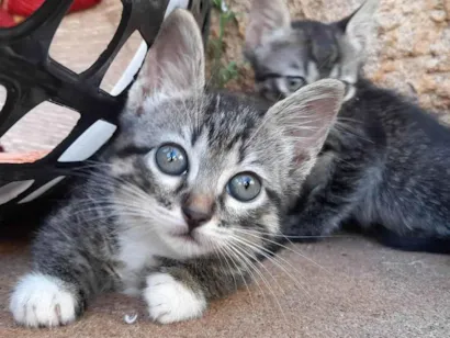Gato raça SRD-ViraLata idade 2 a 6 meses nome Gatinhos para adoção responsável