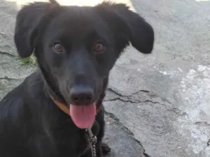 Cachorro raça SRD-ViraLata idade 2 a 6 meses nome Ted 