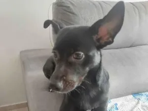 Cachorro raça SRD-ViraLata idade 2 anos nome Safira 