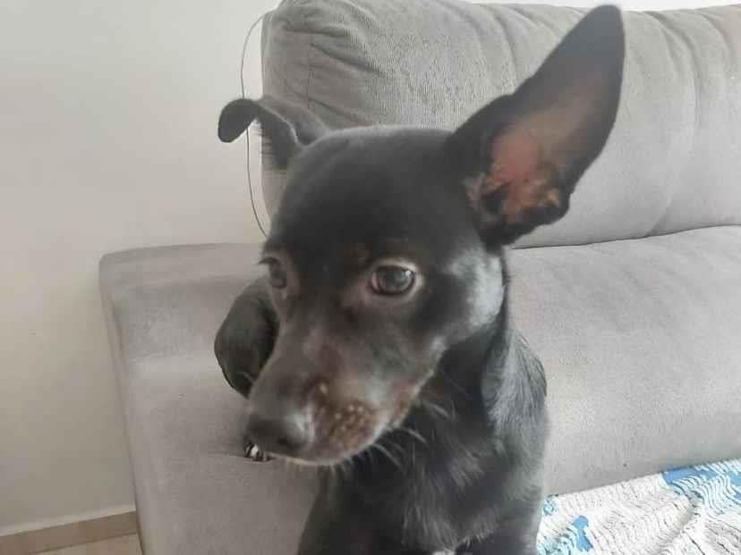 Cachorro raça SRD-ViraLata idade 2 anos nome Safira 