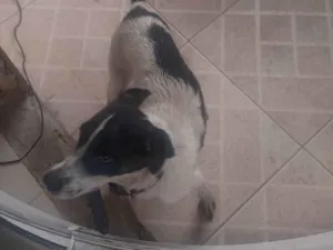 Cachorro raça SRD-ViraLata idade 2 anos nome Geleia