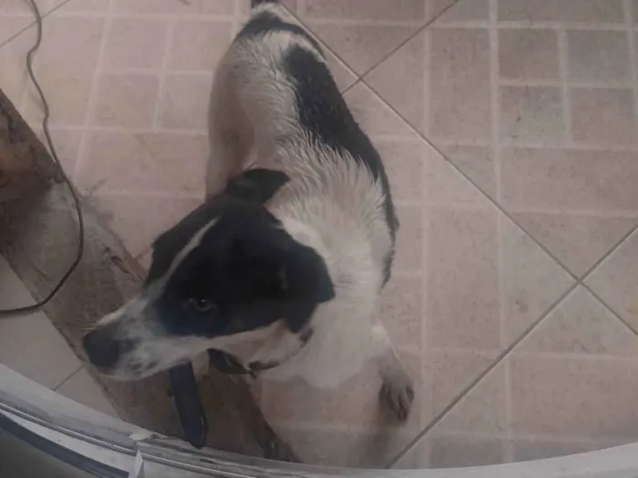 Cachorro ra a SRD-ViraLata idade 2 anos nome Geleia