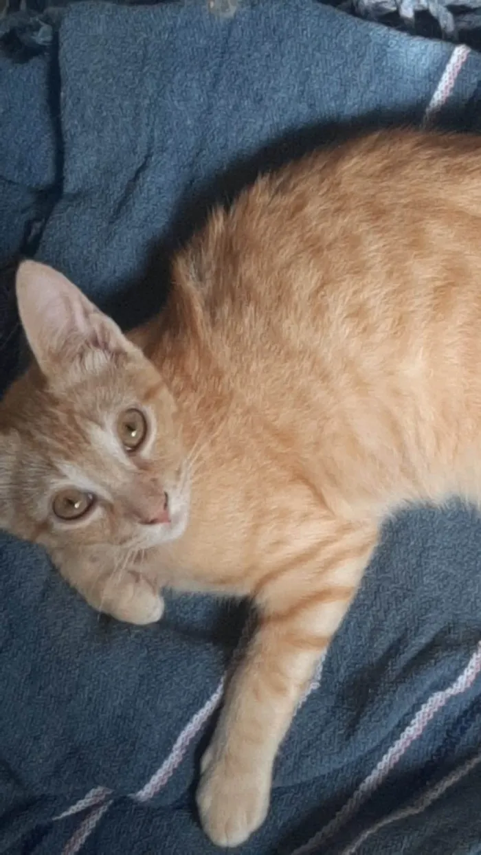 Gato ra a SRD-ViraLata idade 2 a 6 meses nome Garfield 