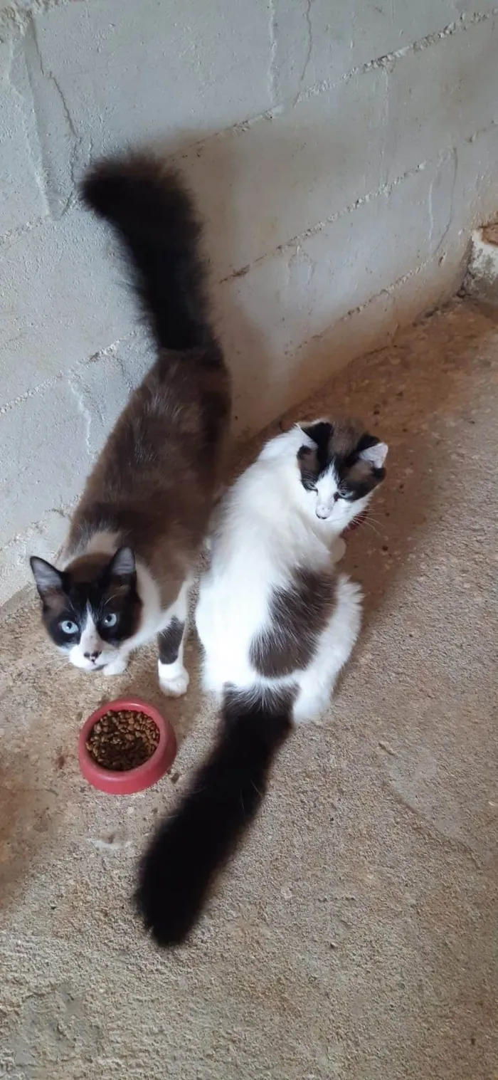 Gato raça Sialatas  idade 2 anos nome Léo e Lion 