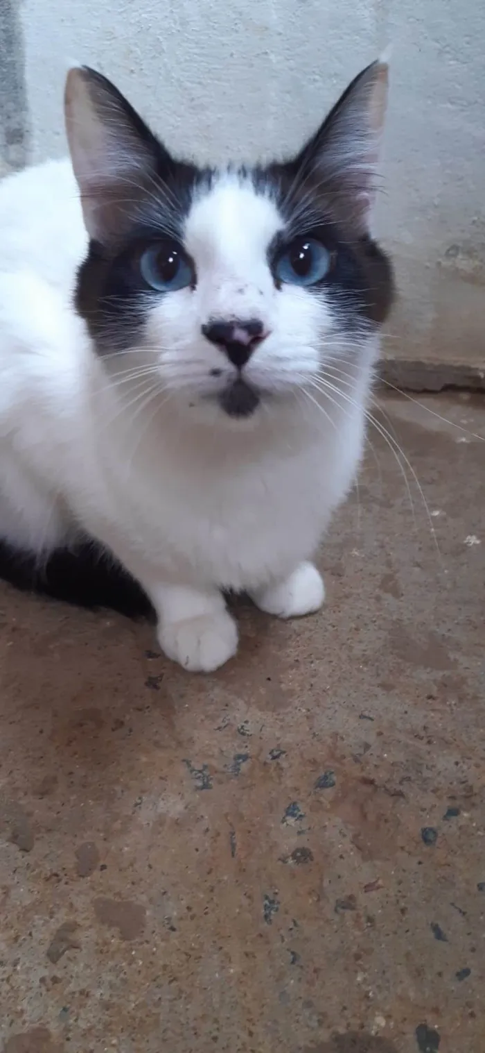 Gato raça Sialatas  idade 2 anos nome Léo e Lion 