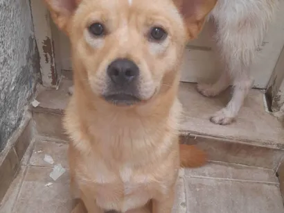 Cachorro raça Chow Chow com labrador idade 1 ano nome Kyara