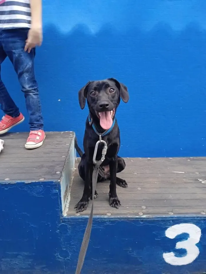 Cachorro raça SRD-ViraLata idade 1 ano nome Madruguinha 
