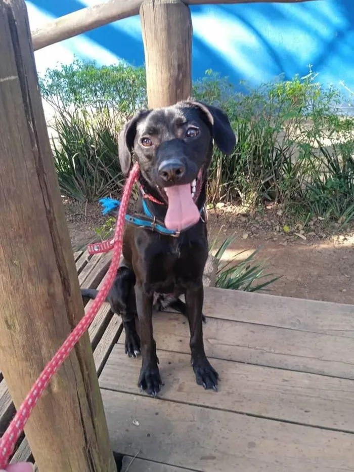 Cachorro raça SRD-ViraLata idade 1 ano nome Madruguinha 