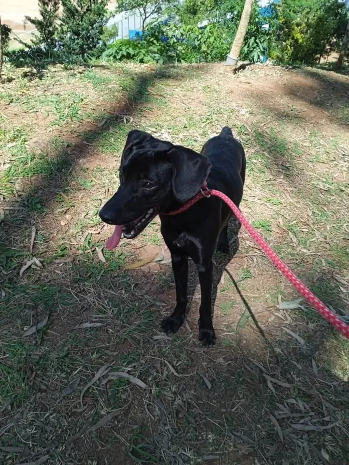 Cachorro raça SRD-ViraLata idade 1 ano nome Madruguinha 