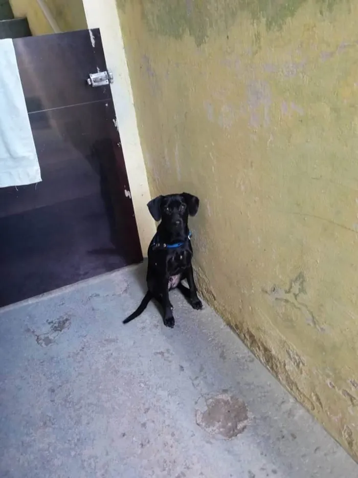 Cachorro raça SRD-ViraLata idade 1 ano nome Madruguinha 