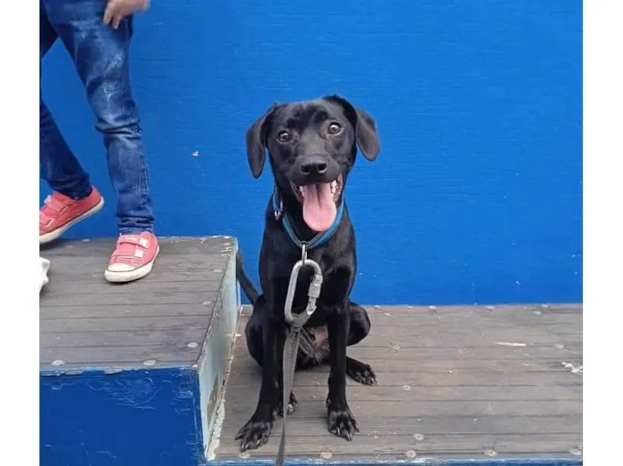 Cachorro raça SRD-ViraLata idade 1 ano nome Madruguinha 