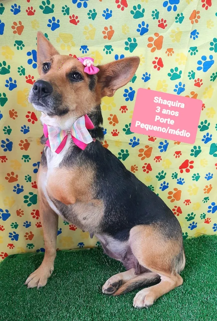Cachorro raça SRD-ViraLata idade 3 anos nome Shaquira