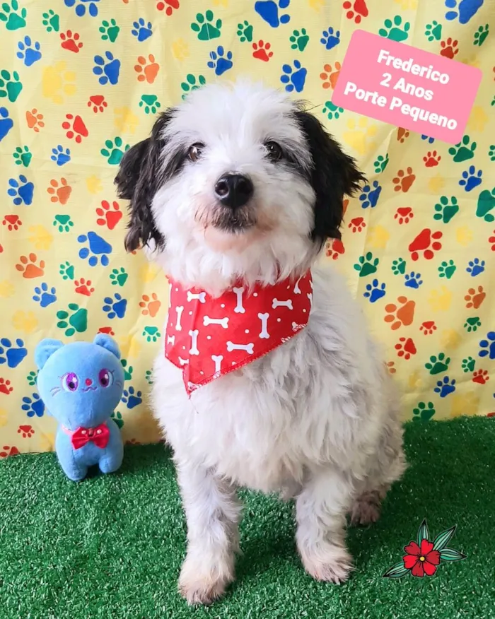 Cachorro raça SRD-ViraLata idade 2 anos nome Frederico 