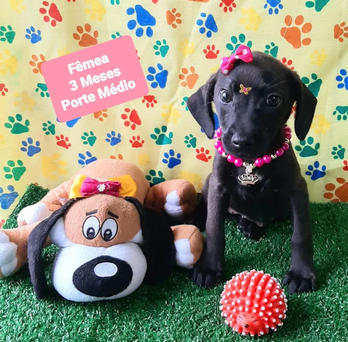 Cachorro raça SRD-ViraLata idade 2 a 6 meses nome Micaela