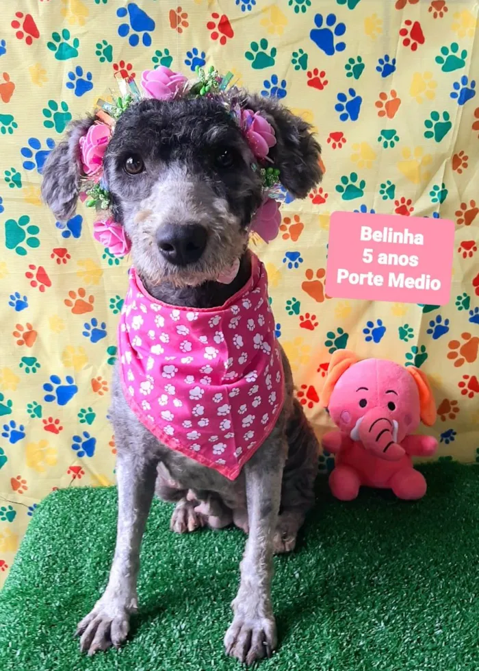 Cachorro raça SRD-ViraLata idade 5 anos nome Belinha 