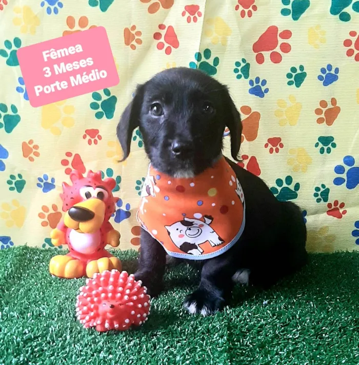 Cachorro raça SRD-ViraLata idade 2 a 6 meses nome Luis