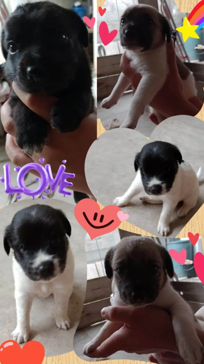 Cachorro ra a SRD-ViraLata idade Abaixo de 2 meses nome filhotinhos de 45 dias