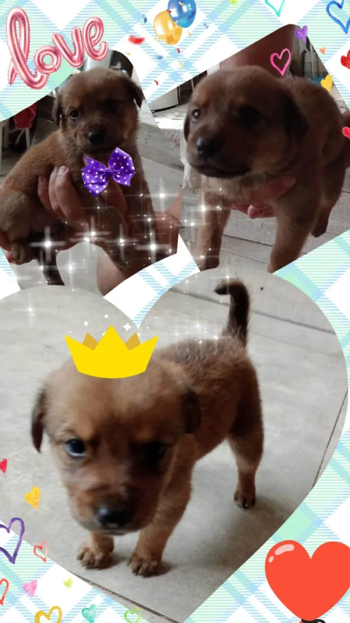 Cachorro ra a SRD-ViraLata idade Abaixo de 2 meses nome filhotinhos de 45 dias