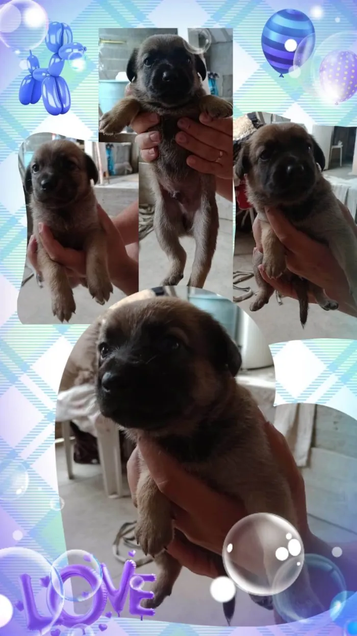Cachorro ra a SRD-ViraLata idade Abaixo de 2 meses nome filhotinhos de 45 dias