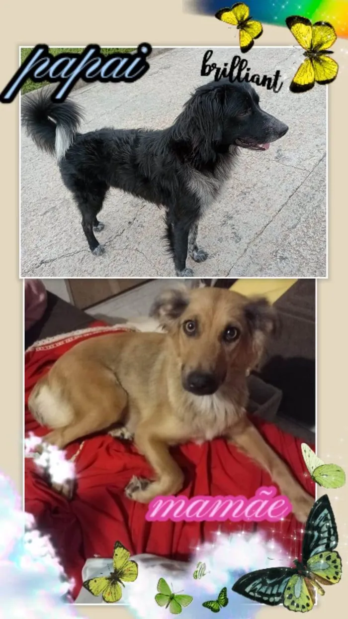 Cachorro ra a SRD-ViraLata idade Abaixo de 2 meses nome filhotinhos de 45 dias