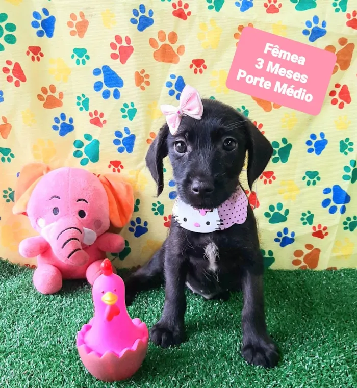 Cachorro raça SRD-ViraLata idade 2 a 6 meses nome Lua 